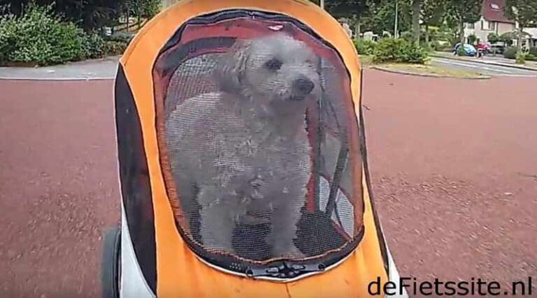 Ook honden houden van fietsen!